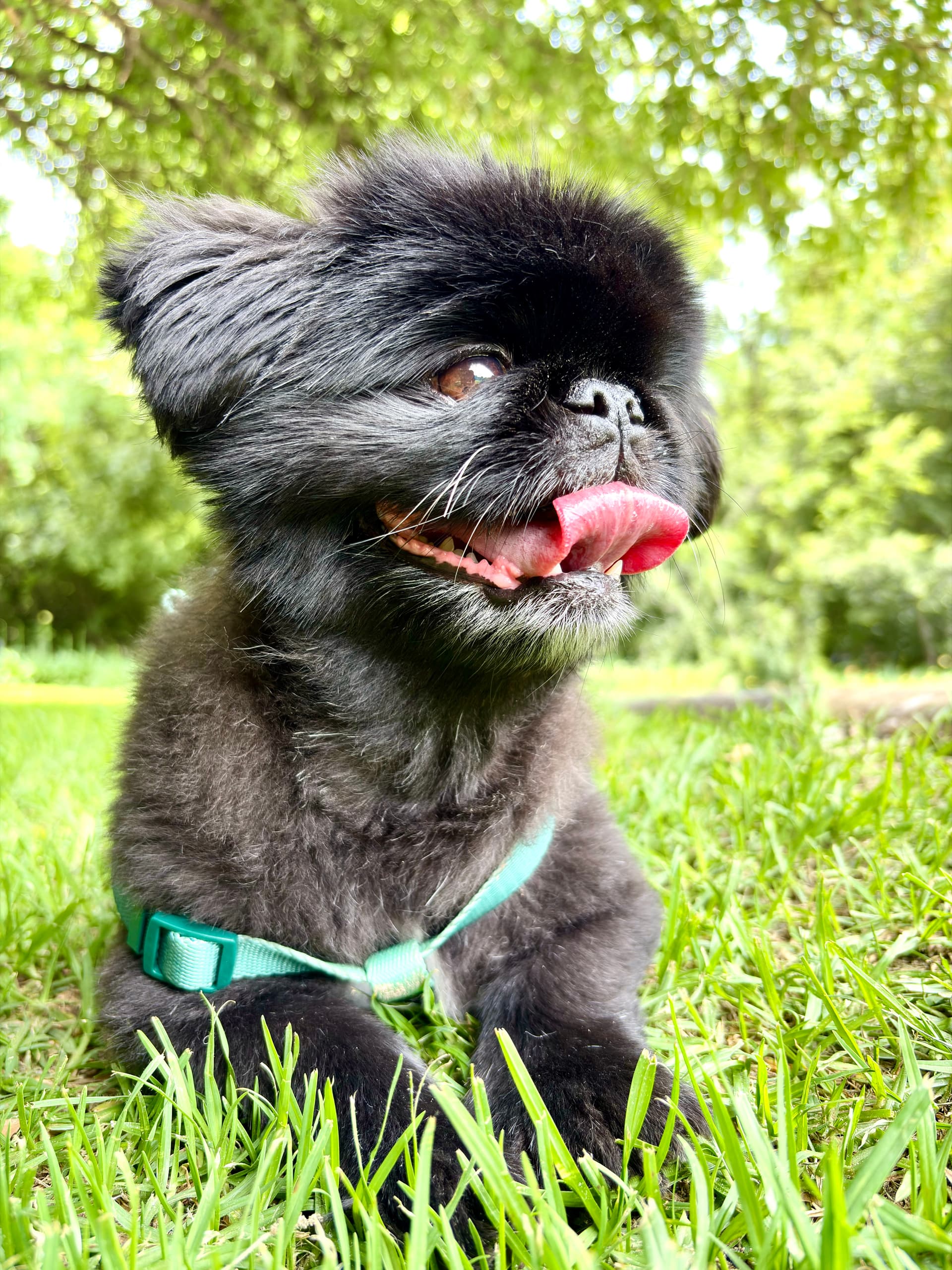 Dog arriving for their stay at Paws & Stay