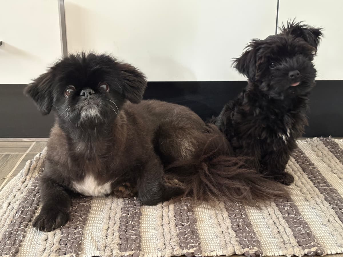 Happy dogs relaxing at Paws & Stay